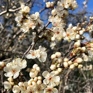 Meet your Posher, Tami